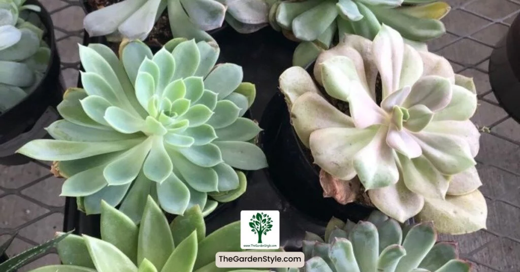 best succulents for beginners