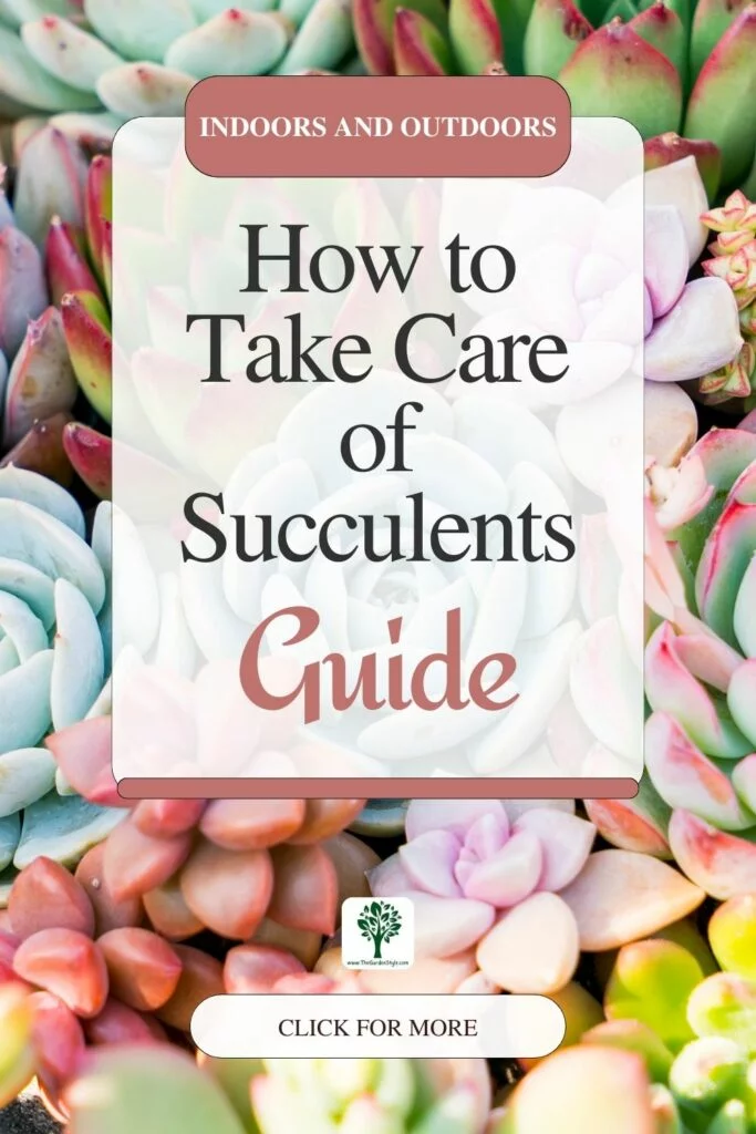 how to take care of succulents guide
