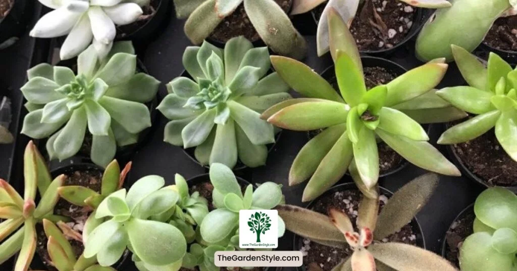 temperature and humidity for succulents