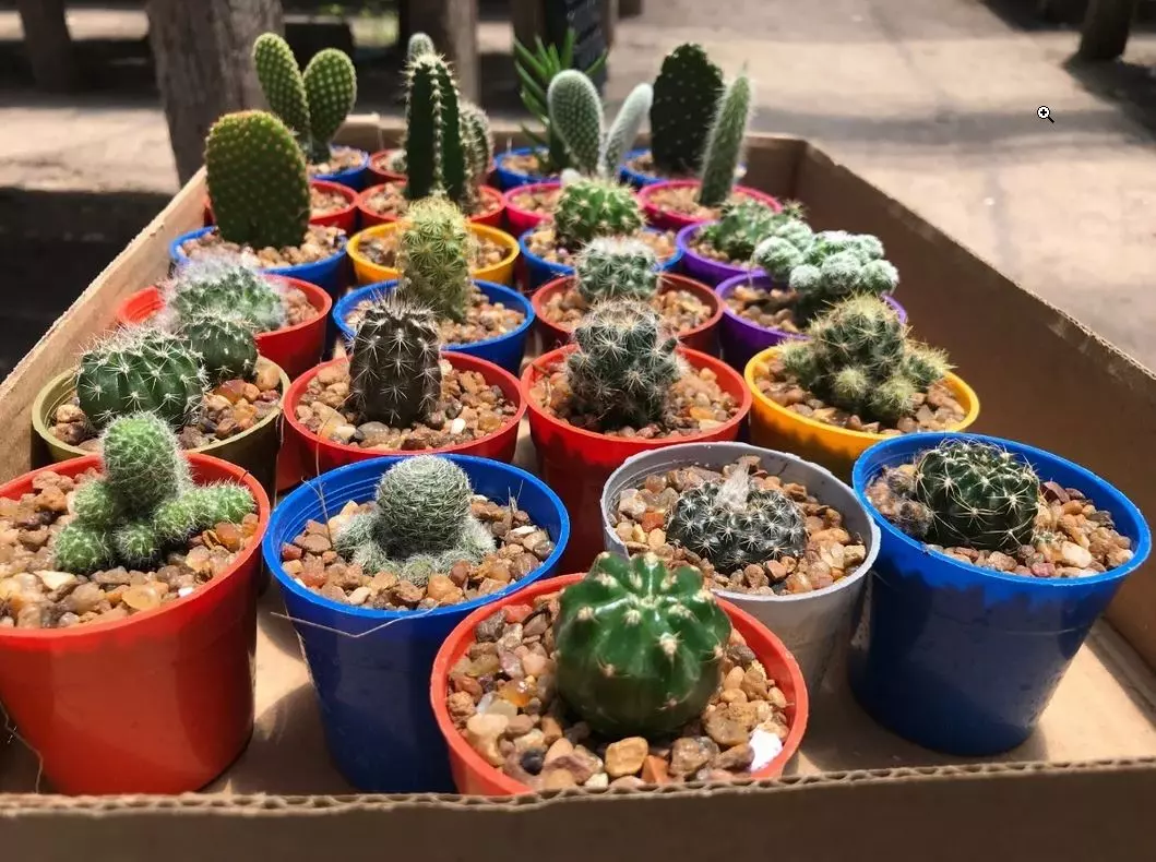 How to Grow Cactus from Seed - Full Guide - The Garden Style