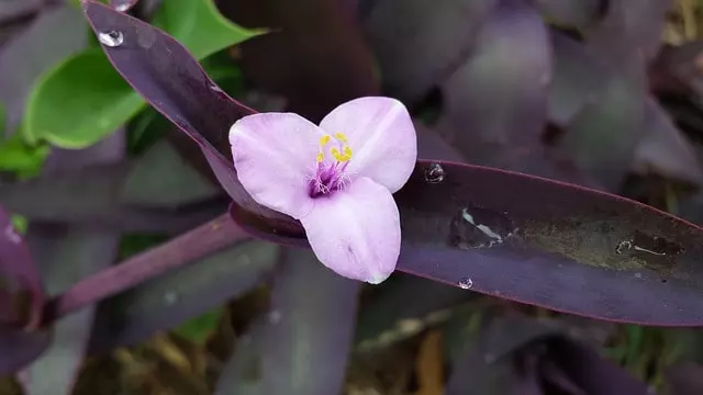 how to propagate wandering jew plant