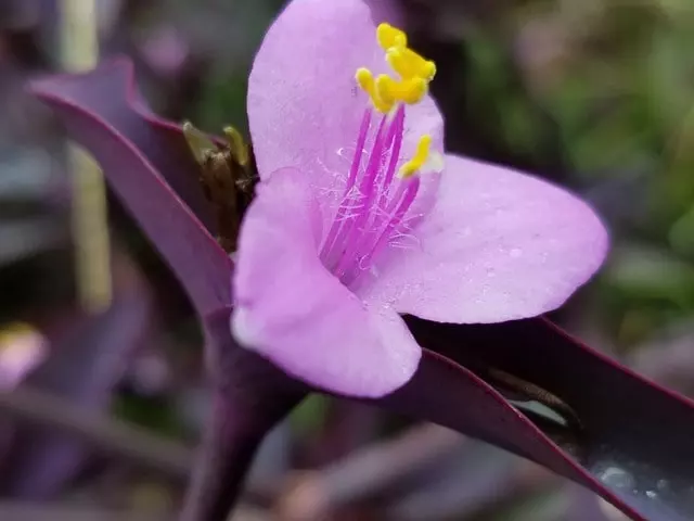wandering jew plant quick guide