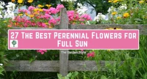 the best perennial flowers for full sun