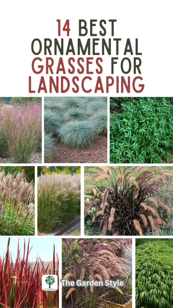 the best 14 ornamental grasses for landscaping