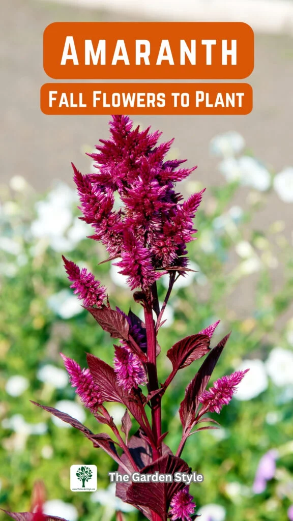 amaranth fall flowers to plant