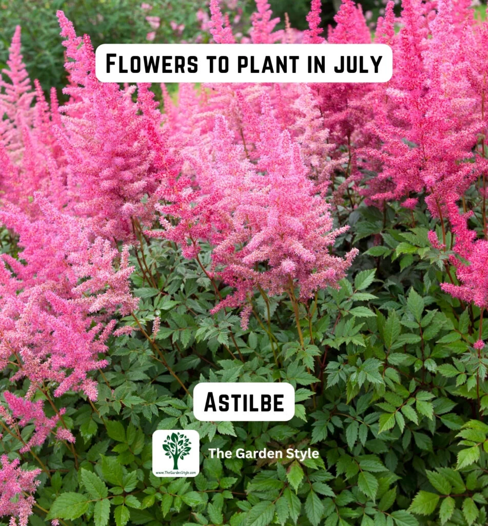astilbe flowers are great to plant in July