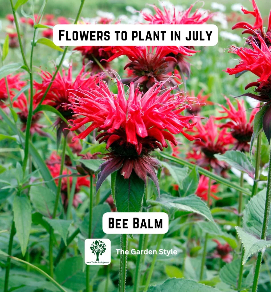 bee balm flowers are great to plant in July