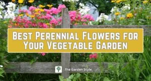 best perennial flowers for your vegetable garden