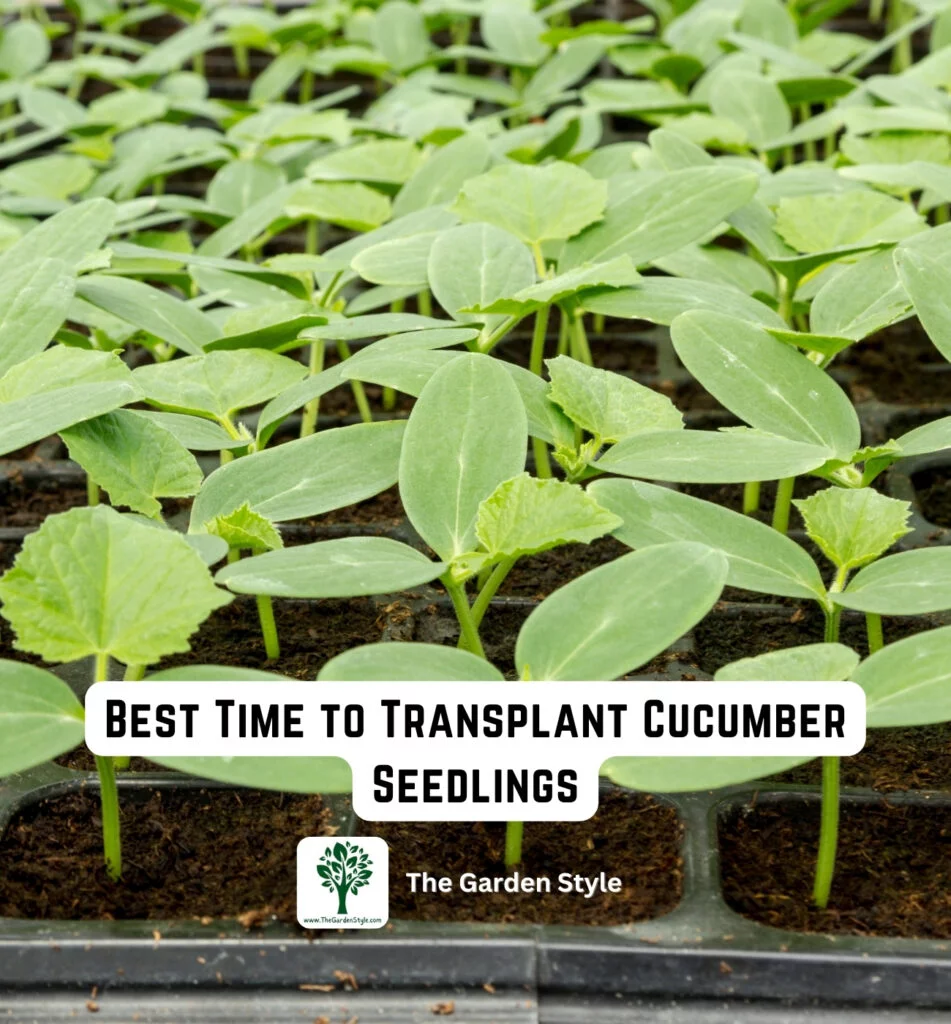 best time to transplant cucumber seedlings