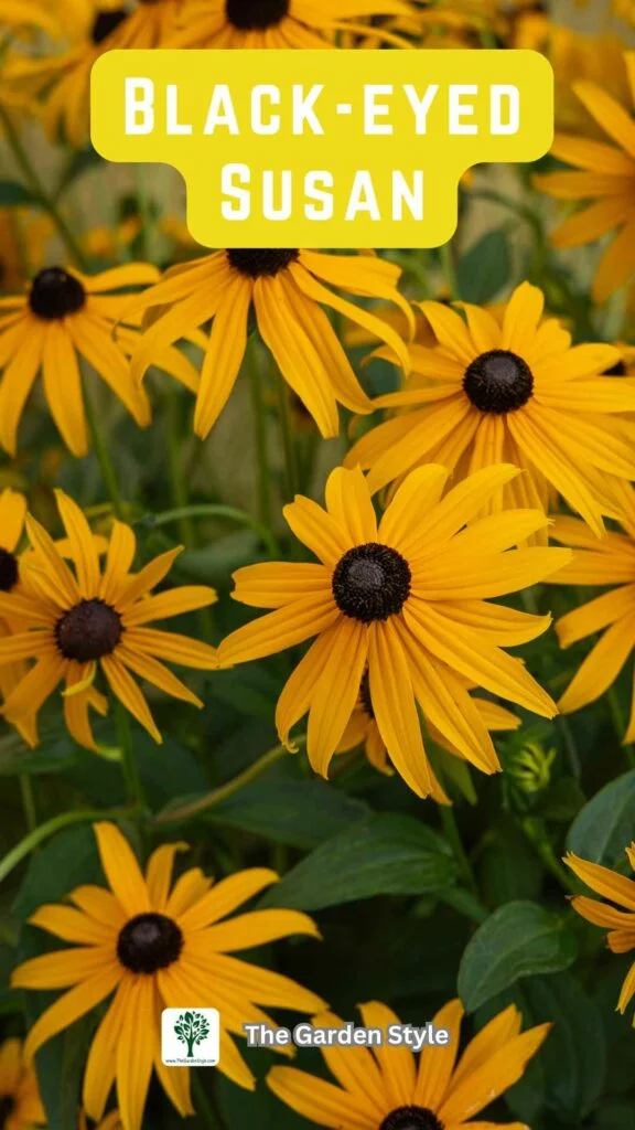 Cut and Come Again Flowers: Continuous Blooms for Your Garden - The ...