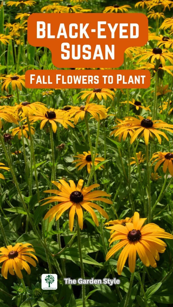 black eyed susan fall flowers to plant