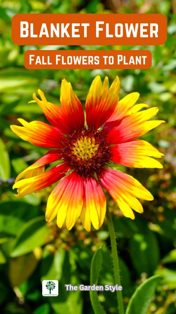 blanket flower fall flowers to plant