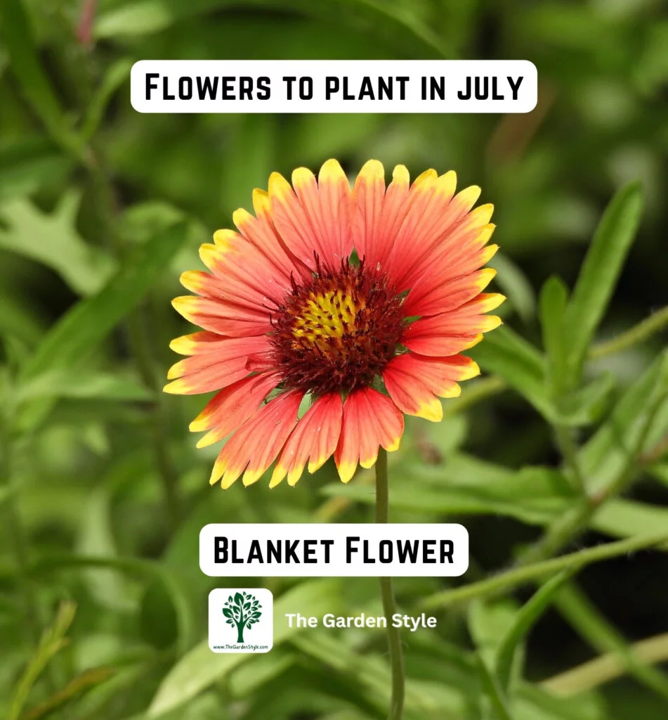 blanket flowers are great to plant in July