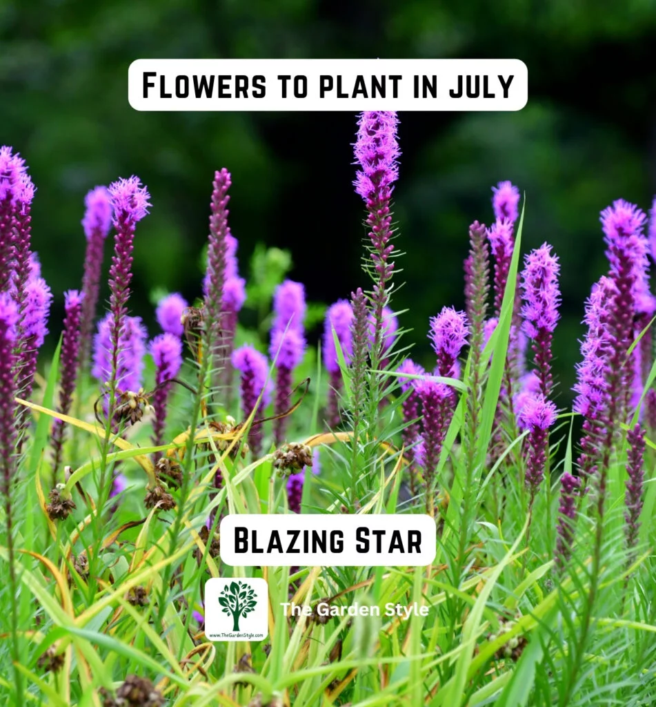 blazing star flowers are great to plant in July