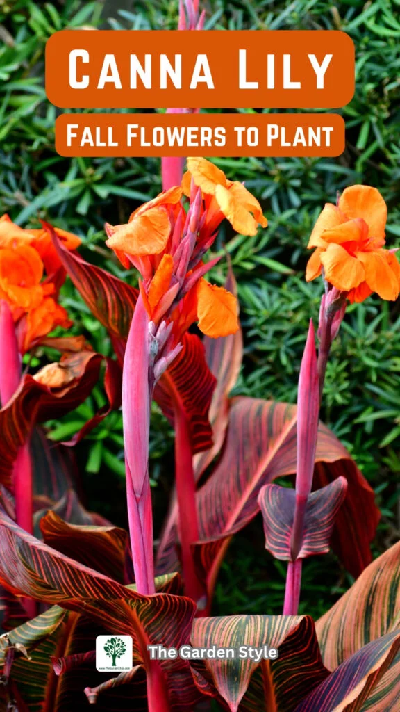 canna lily fall flowers to plant