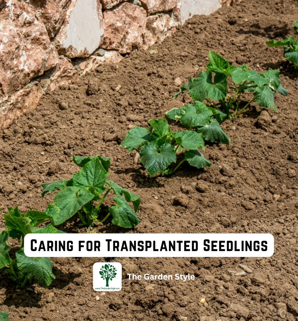 caring for transplanted seedlings