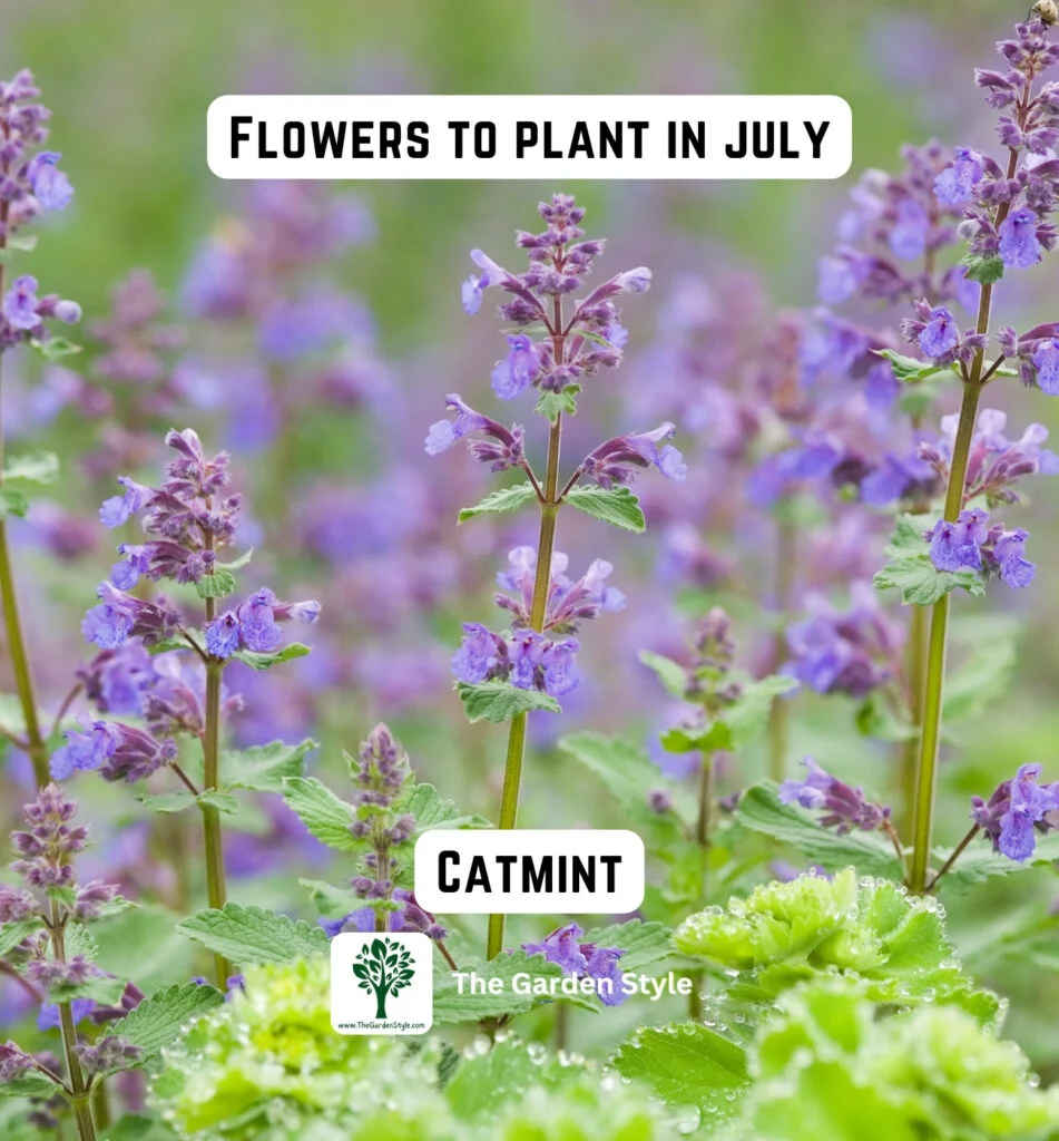 catmint flowers are great to plant in July