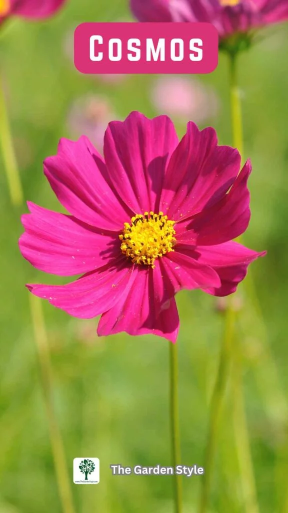 cosmos cut and come again flowers