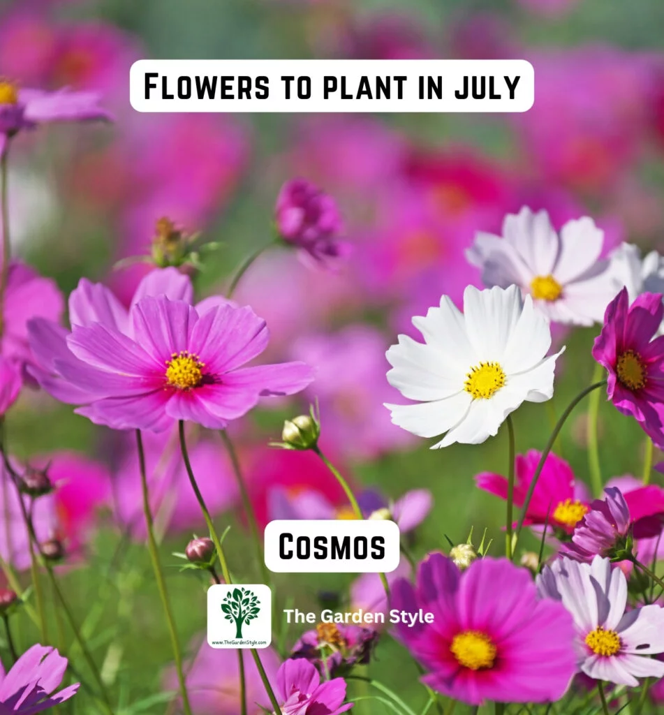 cosmos flowers are great to plant in July