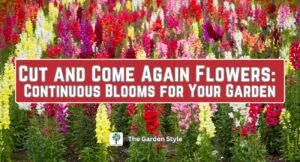 cut and come again flowers continuous blooms for your garden