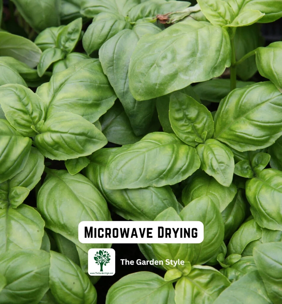 dry basil in the microwave