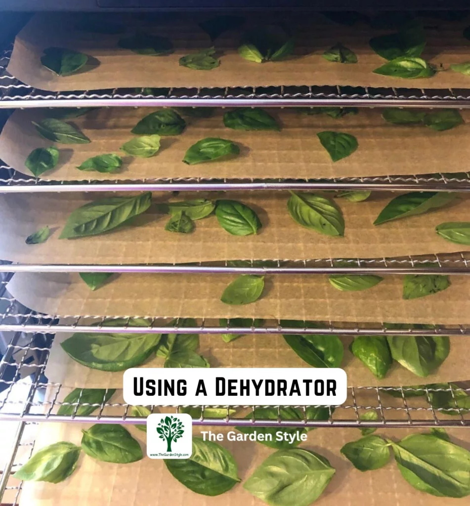 dry basil leaves with a dehydrator
