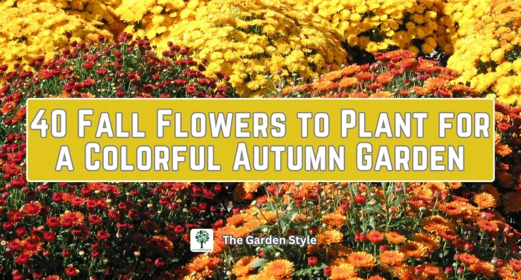 fall flowers to plant for a colorful autumn garden