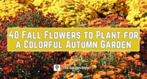fall flowers to plant for a colorful autumn garden