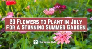 flowers to plant in july for a stunning summer garden