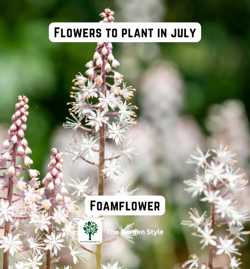 consider planting foamflower in July