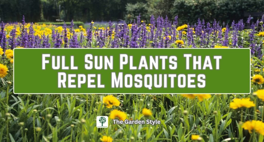 full sun plants that repel mosquitoes