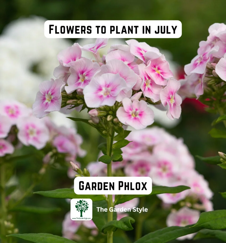 consider planting garden phlox flowers in July