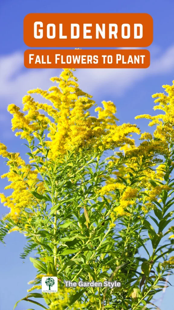 goldenrod fall flowers to plant