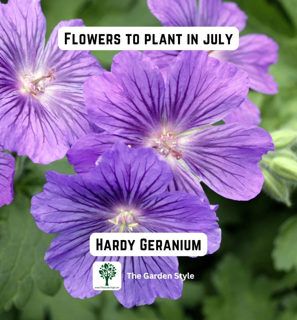 consider planting hardy geranium flowers in July