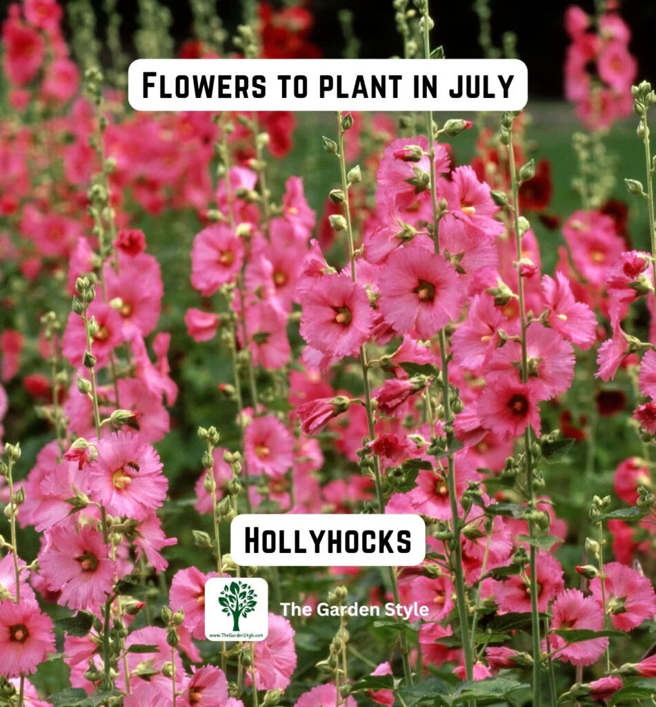 consider planting hollyhocks flowers in July