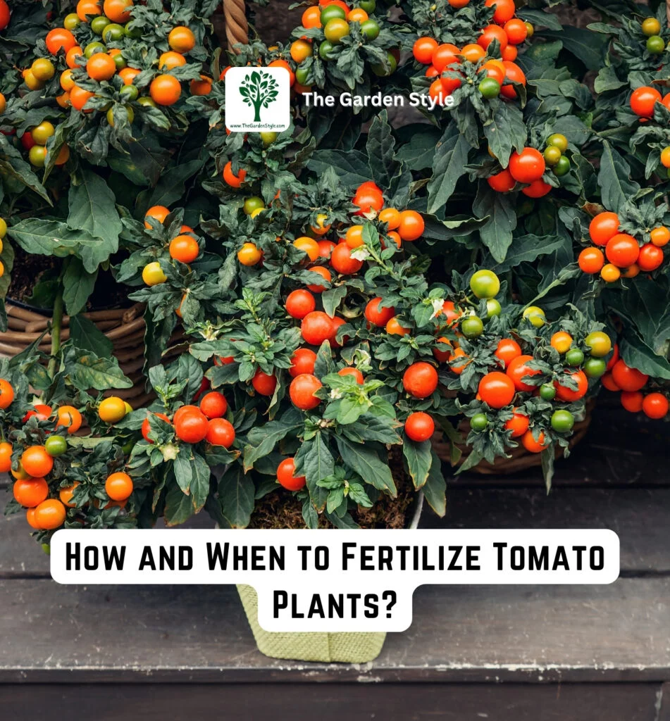 how and when to fertilize tomato plants