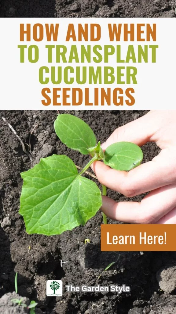 how and when to transplant cucumber seedlings