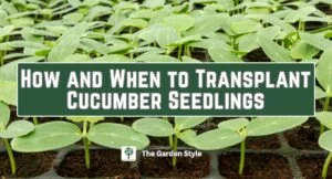 how and when to transplant cucumber seedlings guide video