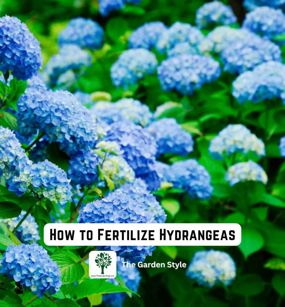 how to fertilize hydrangeas