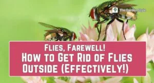 how to get rid of flies outside effectively