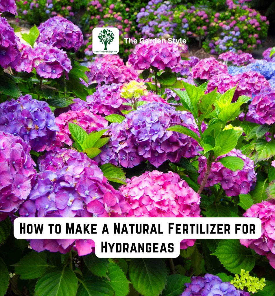 how to make a natural fertilizer for hydrangeas
