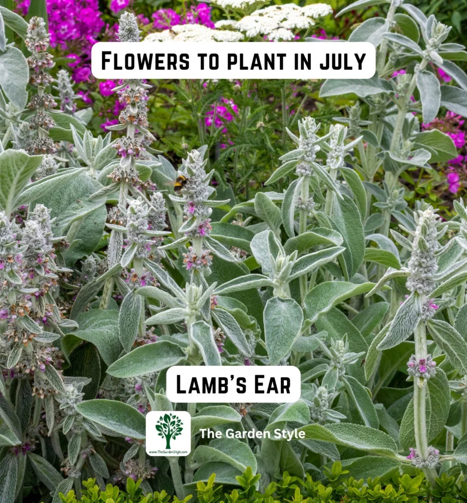 consider planting lambs ear flowers in July