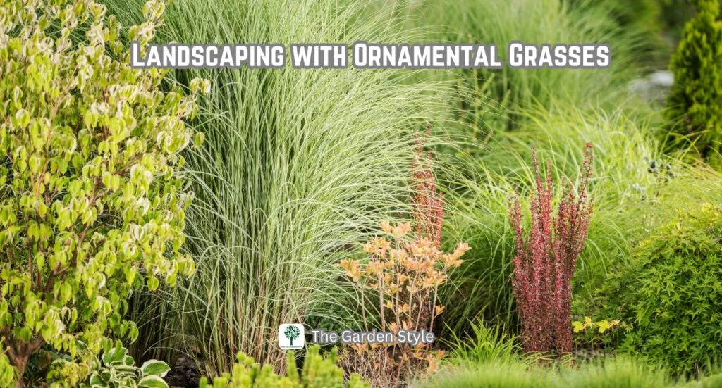 landscape with perennial ornamental grasses