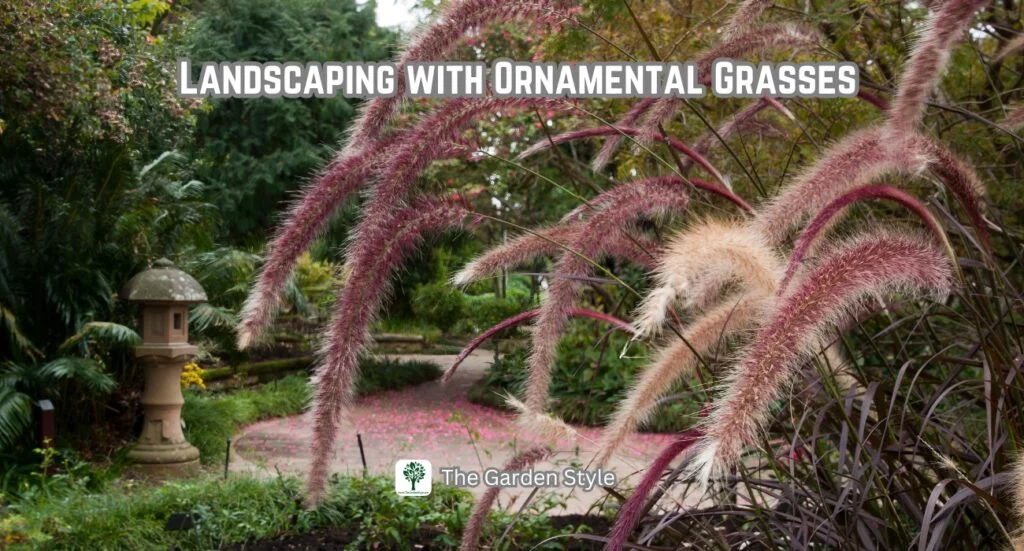 concrete path and ornamental purple fountain grass 
