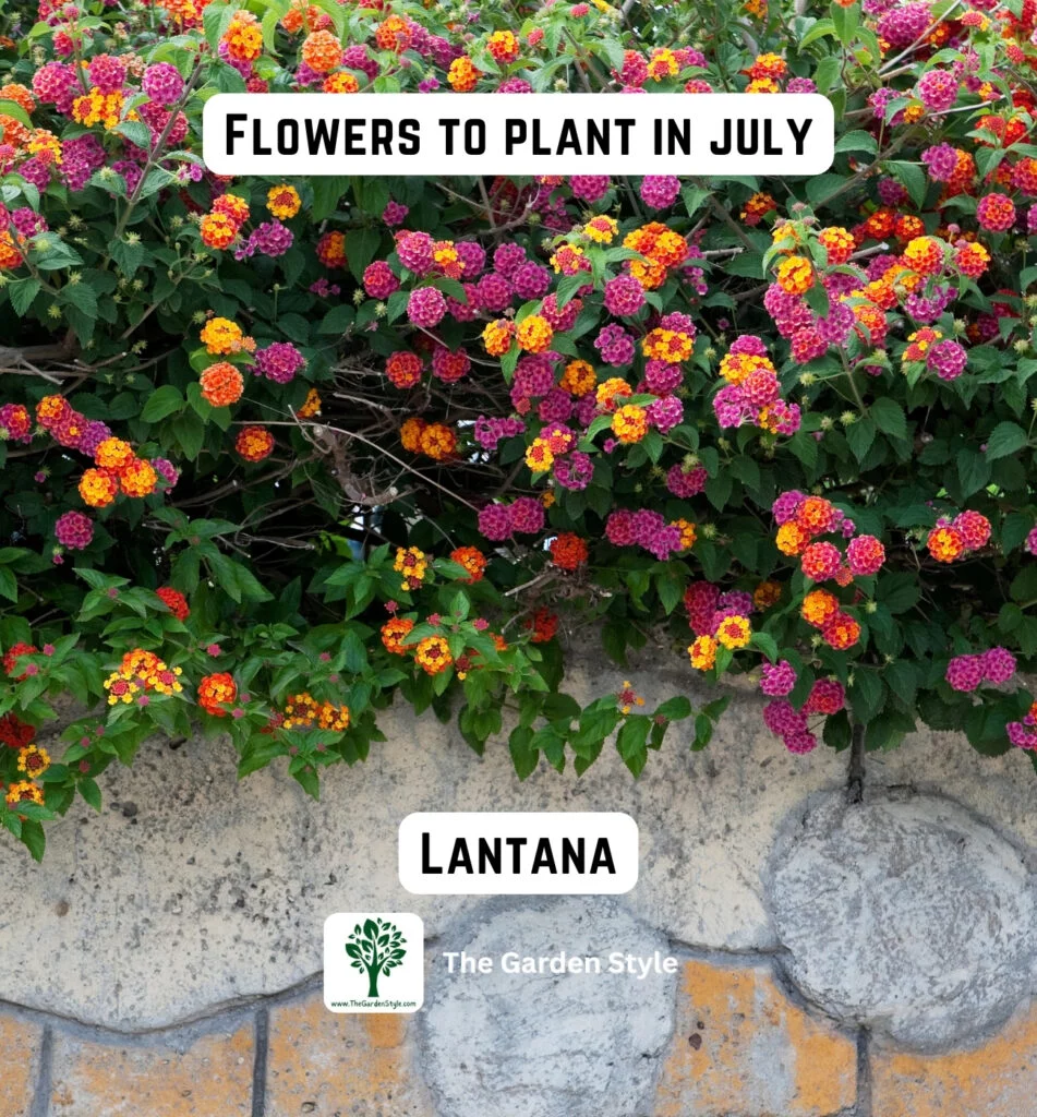 lantana flowers are great to plant in July