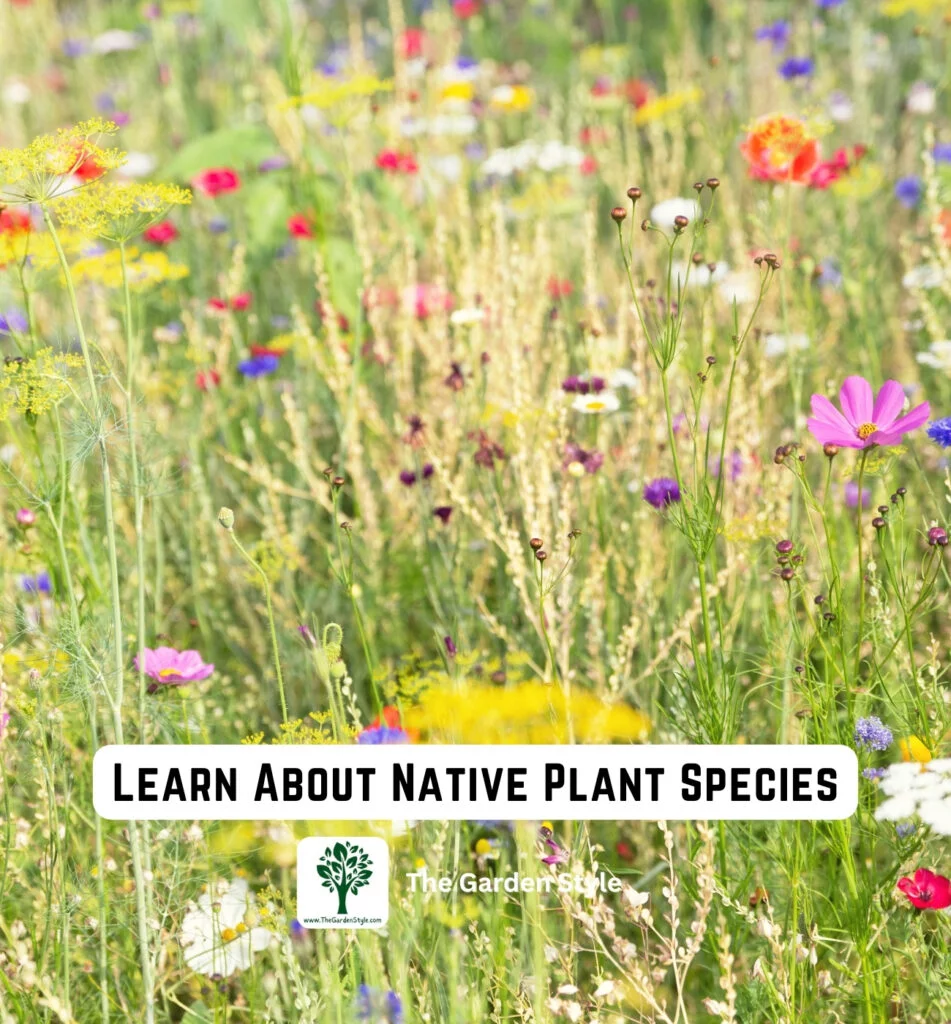 learn about native plants species
