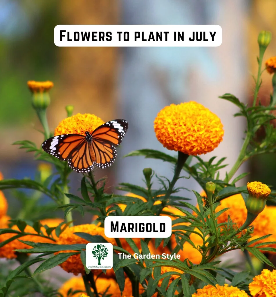 marigold flowers are great to plant in July
