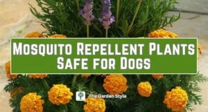 mosquito repellent plants safe for dogs