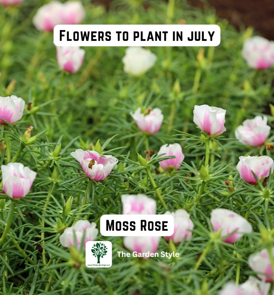 moss rose flowers are great to plant in July