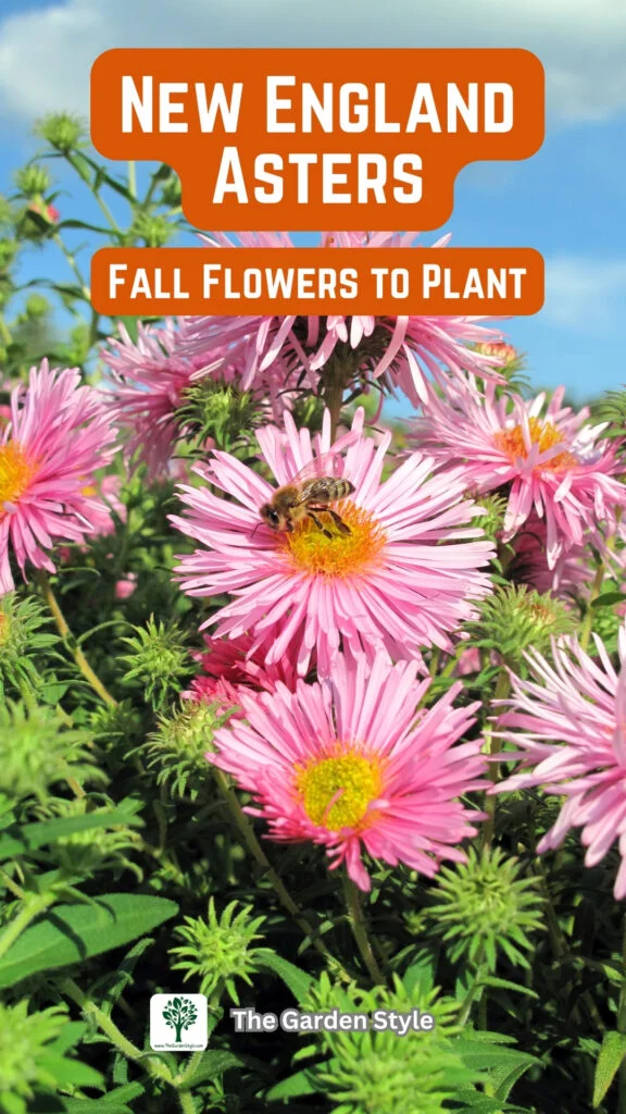 new england asters fall flowers to plant